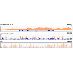 MonoMethyl-Histone H3-K79 Rabbit mAb