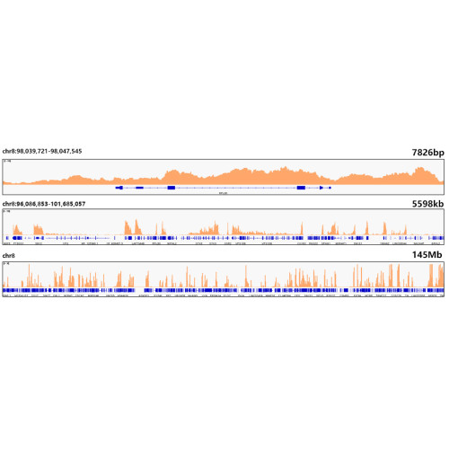 MonoMethyl-Histone H3-K79 Rabbit mAb