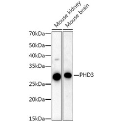 PHD3 Rabbit mAb