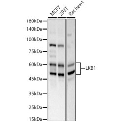 LKB1 Rabbit pAb