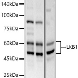 LKB1 Rabbit pAb
