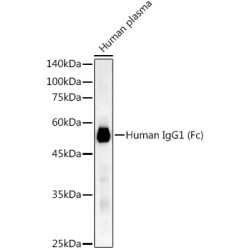 Human IgG1 (Fc) Rabbit mAb