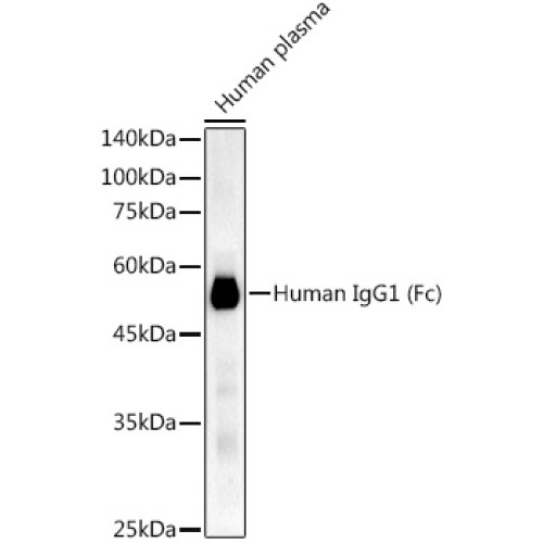 Human IgG1 (Fc) Rabbit mAb