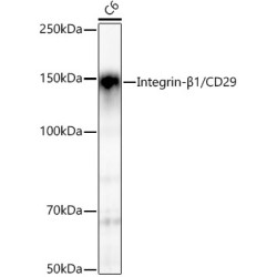 Integrin-β1/CD29 Rabbit mAb