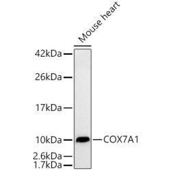 COX7A1 Rabbit mAb