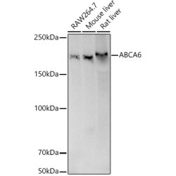 [KD Validated] ABCA6 Rabbit pAb