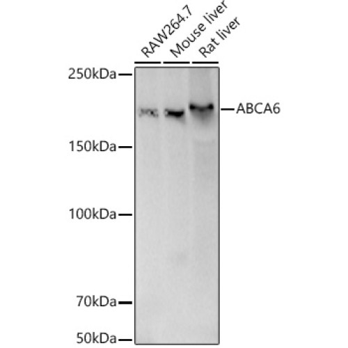 [KD Validated] ABCA6 Rabbit pAb
