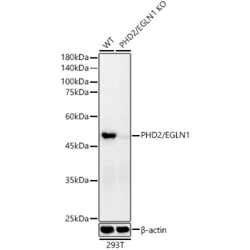 [KO Validated] PHD2/EGLN1 Rabbit mAb