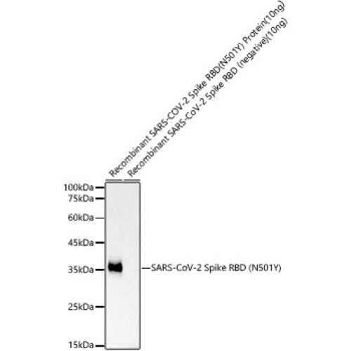 SARS-CoV-2 Spike RBD (N501Y) Rabbit mAb