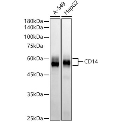 CD14 Rabbit mAb