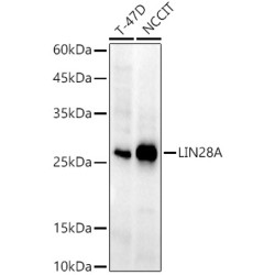 LIN28A Rabbit mAb