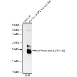 Interferon alpha 2 (IFN-α2） Rabbit mAb