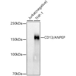 CD13/ANPEP Rabbit mAb