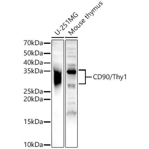 CD90/Thy1 Rabbit pAb