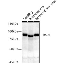 BSU1 Rabbit pAb