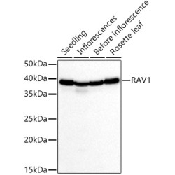 RAV1 Rabbit pAb