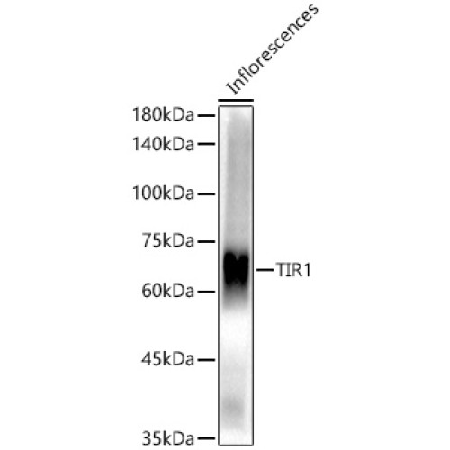 TIR1 Rabbit pAb