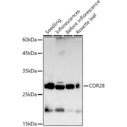 COR28 Rabbit pAb