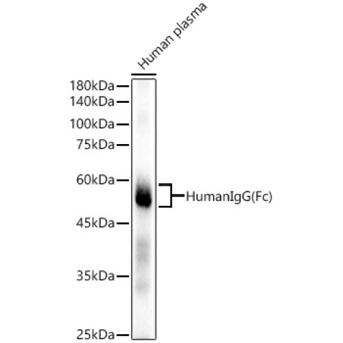 Human IgG (Fc) Rabbit mAb