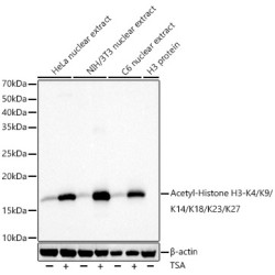 Acetyl-Histone H3-K4/K9/K14/K18/K23/K27 Rabbit pAb