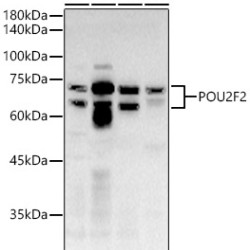 POU2F2 Rabbit pAb