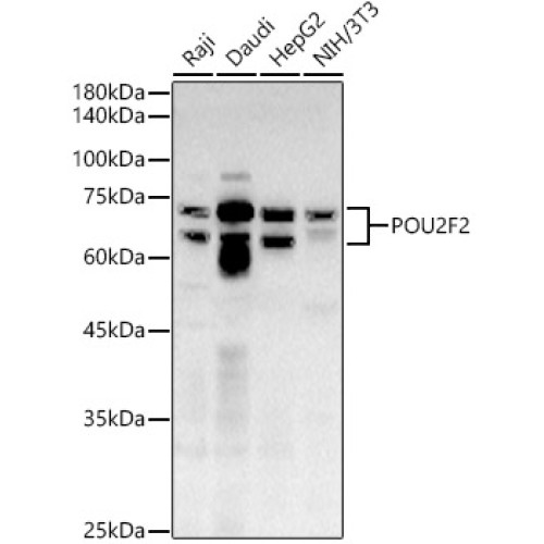 POU2F2 Rabbit pAb