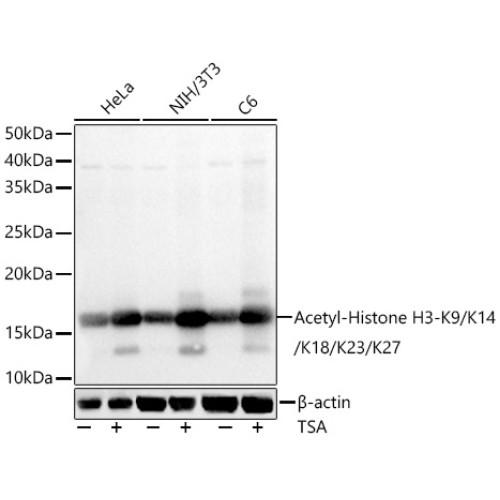 Acetyl-Histone H3-K9/K14/K18/K23/K27 Rabbit pAb