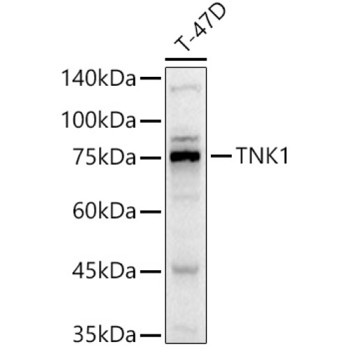 TNK1 Rabbit pAb