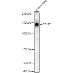 CD117 Rabbit pAb