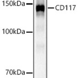 CD117 Rabbit pAb