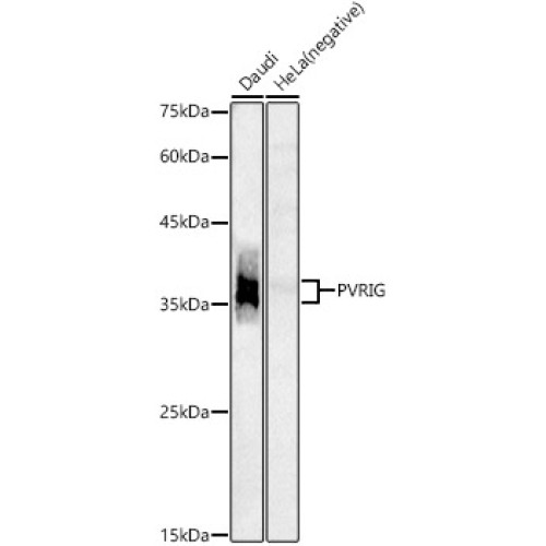 PVRIG Rabbit pAb