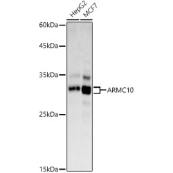 ARMC10 Rabbit pAb