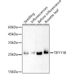 TIFY11B Rabbit pAb