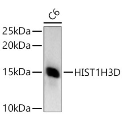HIST1H3D Rabbit pAb