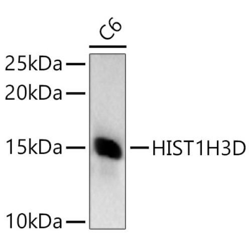 HIST1H3D Rabbit pAb