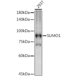 SUMO1 Rabbit pAb