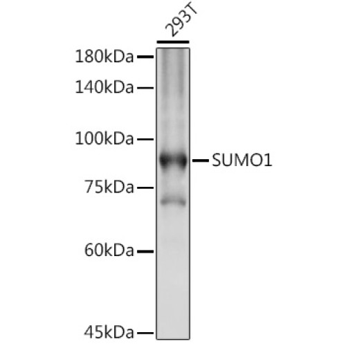 SUMO1 Rabbit pAb