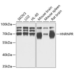 HNRNPR Rabbit pAb