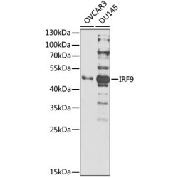 [KO Validated] IRF9 Rabbit pAb