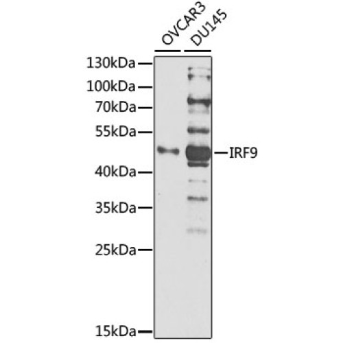 [KO Validated] IRF9 Rabbit pAb