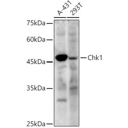 Chk1 Rabbit pAb