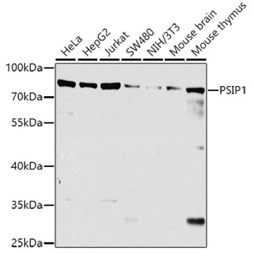 PSIP1 Rabbit pAb