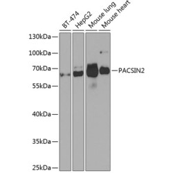 PACSIN2 Rabbit pAb