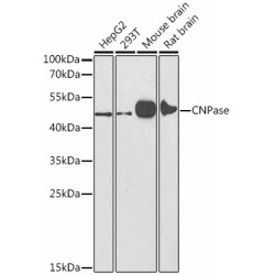 CNPase Rabbit pAb