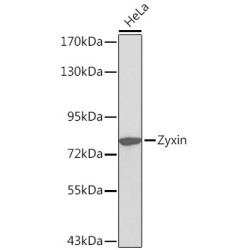 Zyxin Rabbit pAb