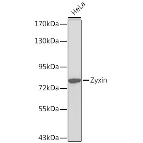 Zyxin Rabbit pAb