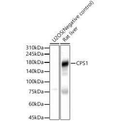 CPS1 Rabbit pAb