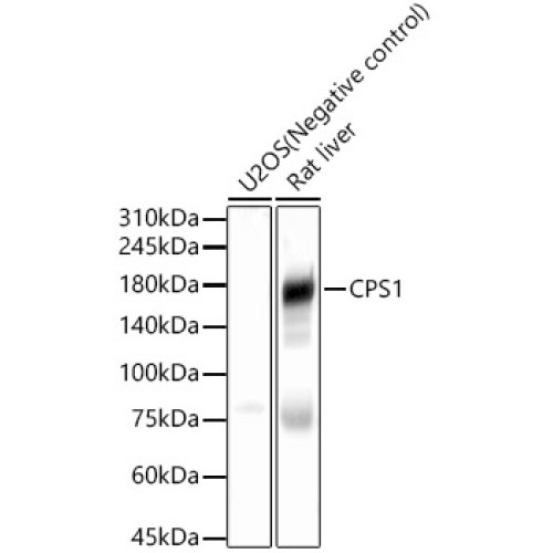 CPS1 Rabbit pAb