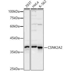 CSNK2A2 Rabbit pAb