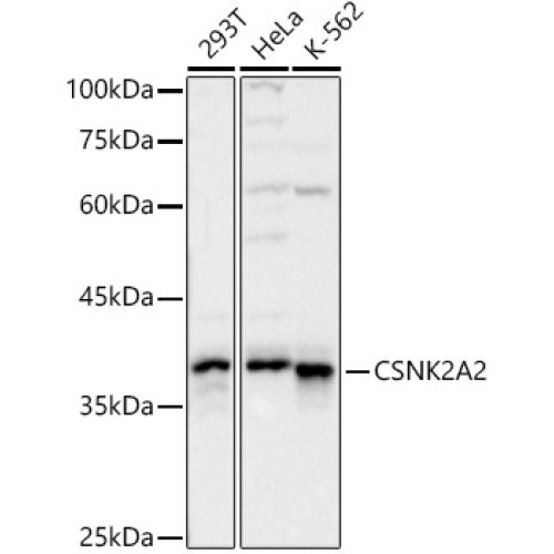 CSNK2A2 Rabbit pAb